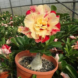 Adenium Plant-image-43