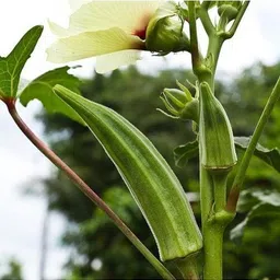 bjubas Red bhindi seeds hybrid for farming pack of 20 Seed image 1