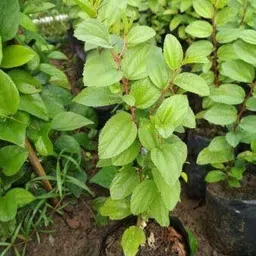 cloud farm Ber Apple Plant image 4