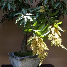 aquinnah Mango Plant image 4