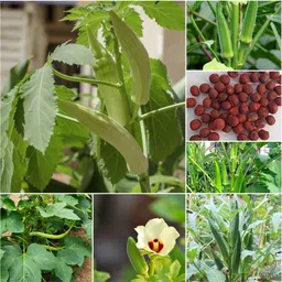 silba Lady Finger Seed, Okra Seed, Bhindi Seed, Bhendi Seed Seed image 1