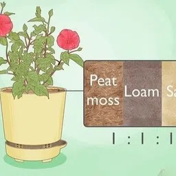 firesplash Hibiscus Plant image 3