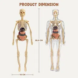 countrylink Human Body Structure Model Toys for Kids | 3D Body Organs & Skeleton Model image 2