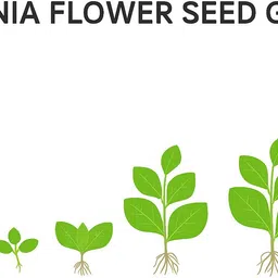 seedsutra ™️Pituniya Multiple Colour Flower Seed image 4