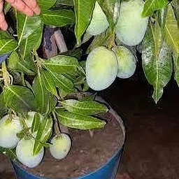 cloud farm Mango Plant image 4