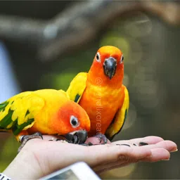 birddy seeds Strip Sunflower Seeds for Parrot Nuts 2 kg (2x1 kg) Dry Adult, New Born, Young Bird Food image 2