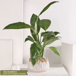 Peace Lily Retreat image 1