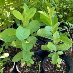 ivaanvibes Guava Plant image 2