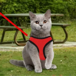 petlia XS Reflective Dog Cat Chest Harness with Nylon Leash No Pull, Soft Padded Dog & Cat Harness & Leash image 2