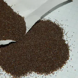 deys agro ™ pituniya|petunia multiple color hybrid mix Seed image 4