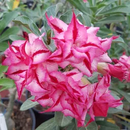 breezy blooms Adenium Plant-picture-10
