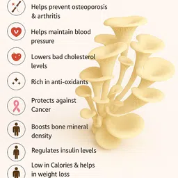 grenfel Oyster Mushroom Spawn (415g) | Grow Your Own Organic Gourmet Mushrooms at Home Seed image 2