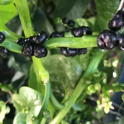 deys agro ® organic malabar spinach seeds,f1 hybrid poi saag seeds 128 Seed image 3