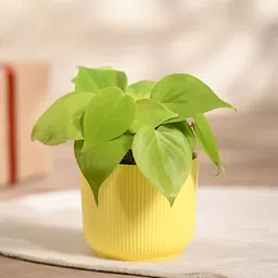 ugaoo Golden Philodendron Oxycardium Plant-picture-24