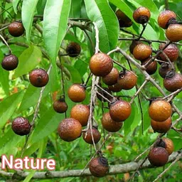 dv nature Reetha Herbal Soap Nuts, Raw Reetha/Aritha Dried & Natural (Ritha) Seed image 2