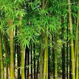 bdsresolve Bamboo seeds for garden pack of 63 Seed-picture-30