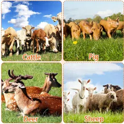 bethlehem farm accessories Horse Grooming Kit image 2