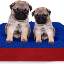 amorite Reusable Washable Pee Pads-Puppies Washable Dog/Cat Diapers Pack of 2 Royal Blue + Maroon Dog, Cat, Guinea Pig, Hamster, Miniature Pig, Rabbit, Tortoise Pet Mat-picture-15