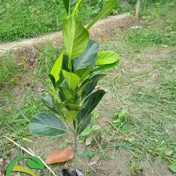 cloud farm Jackfruit Plant image 2
