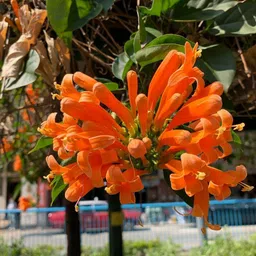 Begonia Vanusta Plant-image-62