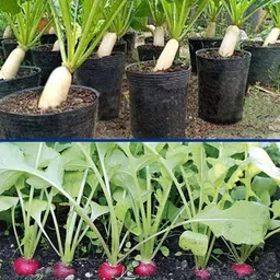 lpr MULI ,WHITE RADISH Seed image 2
