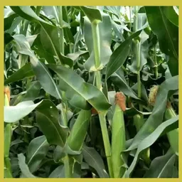 krishnasheeds YELLOW CORN HYBRID SEED Seed image 2