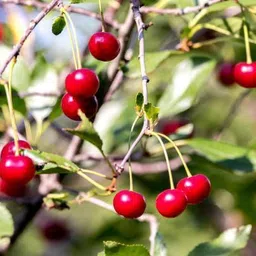 afartiobina Cherry Fruit Plant-picture-24