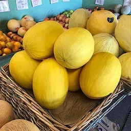 krishnasheed PAU-28 - Yellow MelonCantaloupe Muskmelon Kharbuja - (1350 Seeds) Seed-picture-18