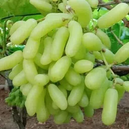 cloud farm Grapes Plant image 2