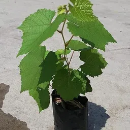 cloud farm Grapes Plant image 4