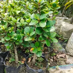Ficus Pumila Plant-picture-21