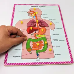 Wooden Puzzle -Digestive System with 2 Responsibility Cards-image-69