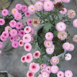 kumubon Chrysanthemums/ Guldavari Plant-picture-21