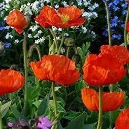 evana organic fertilizer Horn Meal for Plants | Organic Manure | Fertilizer for gardening Fertilizer image 3