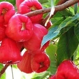 mamoni traders Wax Apple White Wax Fruit-picture-11