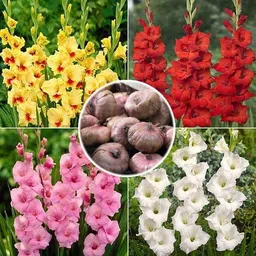 florafusion Gladiolus/Sword Lily Plant-picture-38