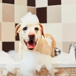 breedo Dog & Cat Need (Pack of 2) Dog 5IN1 Shampoo ( 500 ml ) Allergy Relief, Conditioning, Anti-fungal, Anti-microbial, Anti-itching, Anti-dandruff Natural Dog Shampoo image 3