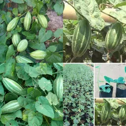 ibains Parwal seeds for home garden pack of 41 Seed image 2