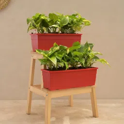 ugaoo Money Variegated - Natural Plant In Red Self Watering Plastic Pot, Set Of 2 image 1