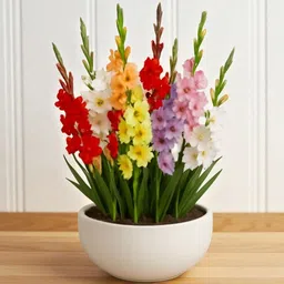florafusion Gladiolus/Sword Lily Plant image 1