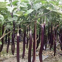 suaa tall brinjal Seed image 1