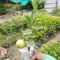 breezy blooms Guava Plant-picture-35