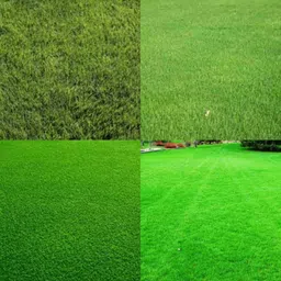 ibains American grass seeds for home garden pack of 7000 Seed-picture-22