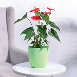 ugaoo Verona Green Plastic (Set of 5) Planters-picture-37