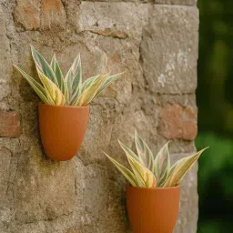 the handicraftian 2 Pcs Red Terracotta 6.5 Inchs Planters image 5