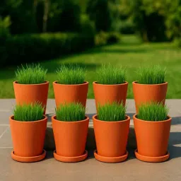 the handicraftian 8 Pcs Red Terracotta 3.5 Inchs Planters image 5