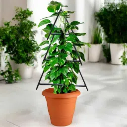 ecofynd Black Triangle Planter Stand For Climbing Plants image 4