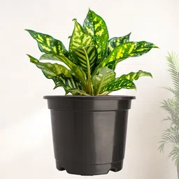 Kuber Industries 10Pc  Black Lightweight Planters image 2