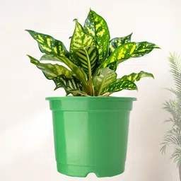 Kuber Industries 6 Pcs Green Lightweight Planters image 2