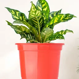 Kuber Industries 4-Pcs Red & Blue Durable Planters image 2